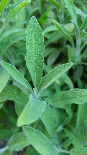 Salvia lavandulifolia iNat (3)