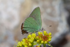 Callophrys affinis affinis