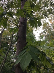 Pterocarya rhoifolia