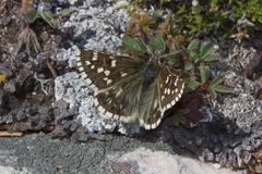 Pyrgus centaureae loki