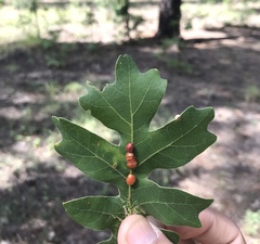 Xanthoteras eburneum