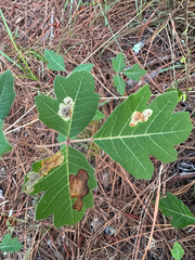 Cameraria guttifinitella