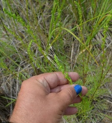 Artemisia campestris caudata