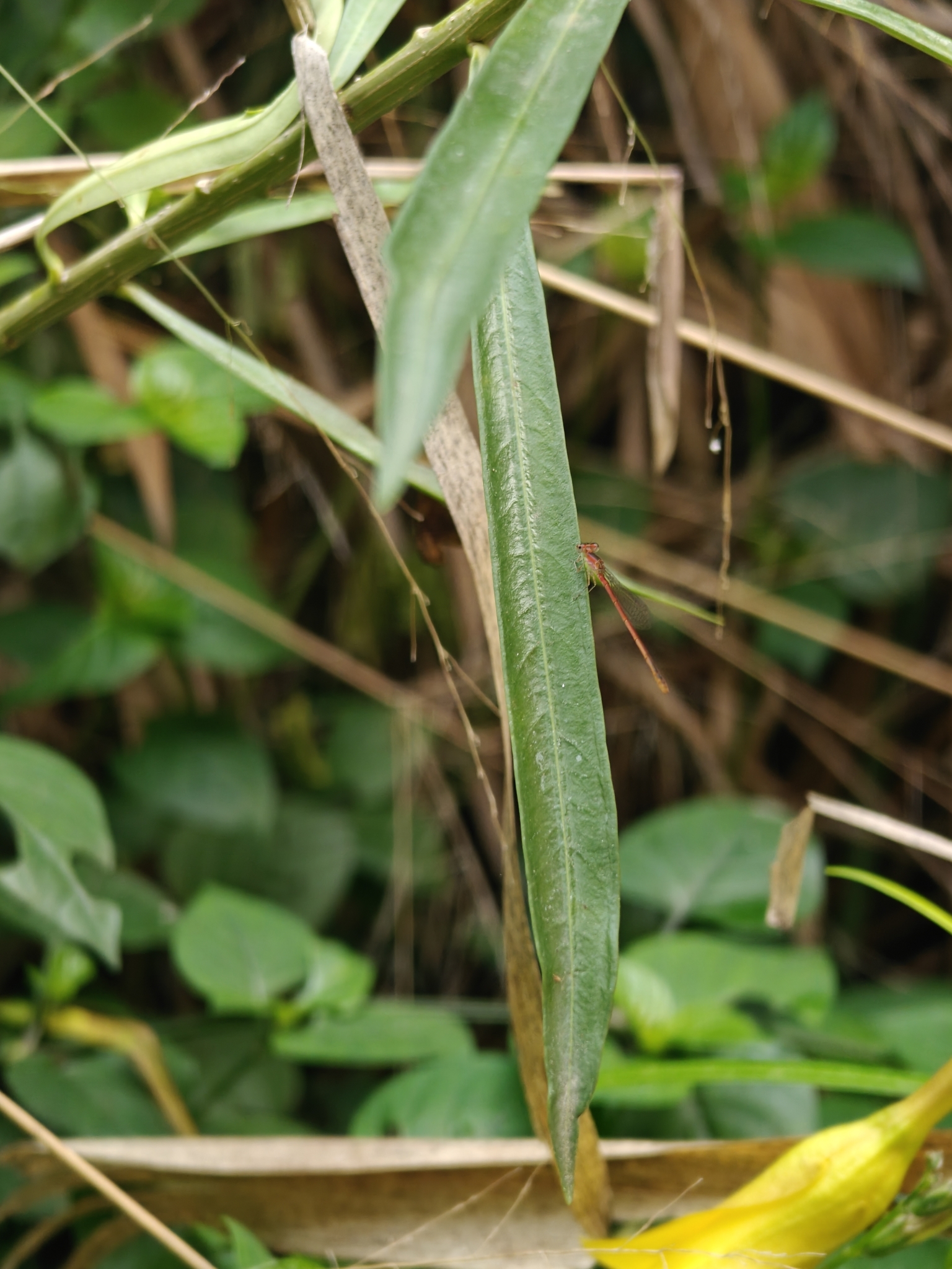 Pygmy Dartlet