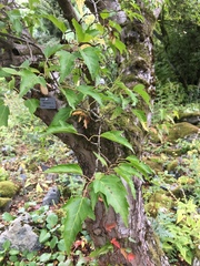 Acer stachyophyllum