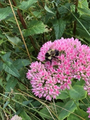 Bombus vagans bolsteri