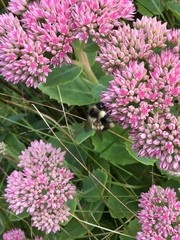 Bombus vagans bolsteri