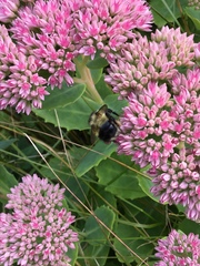Bombus vagans bolsteri
