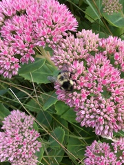 Bombus vagans bolsteri