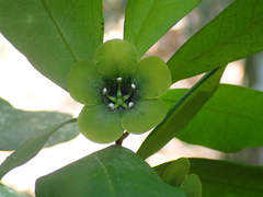 Emerald Deherainia (Deherainia smaragdina)
