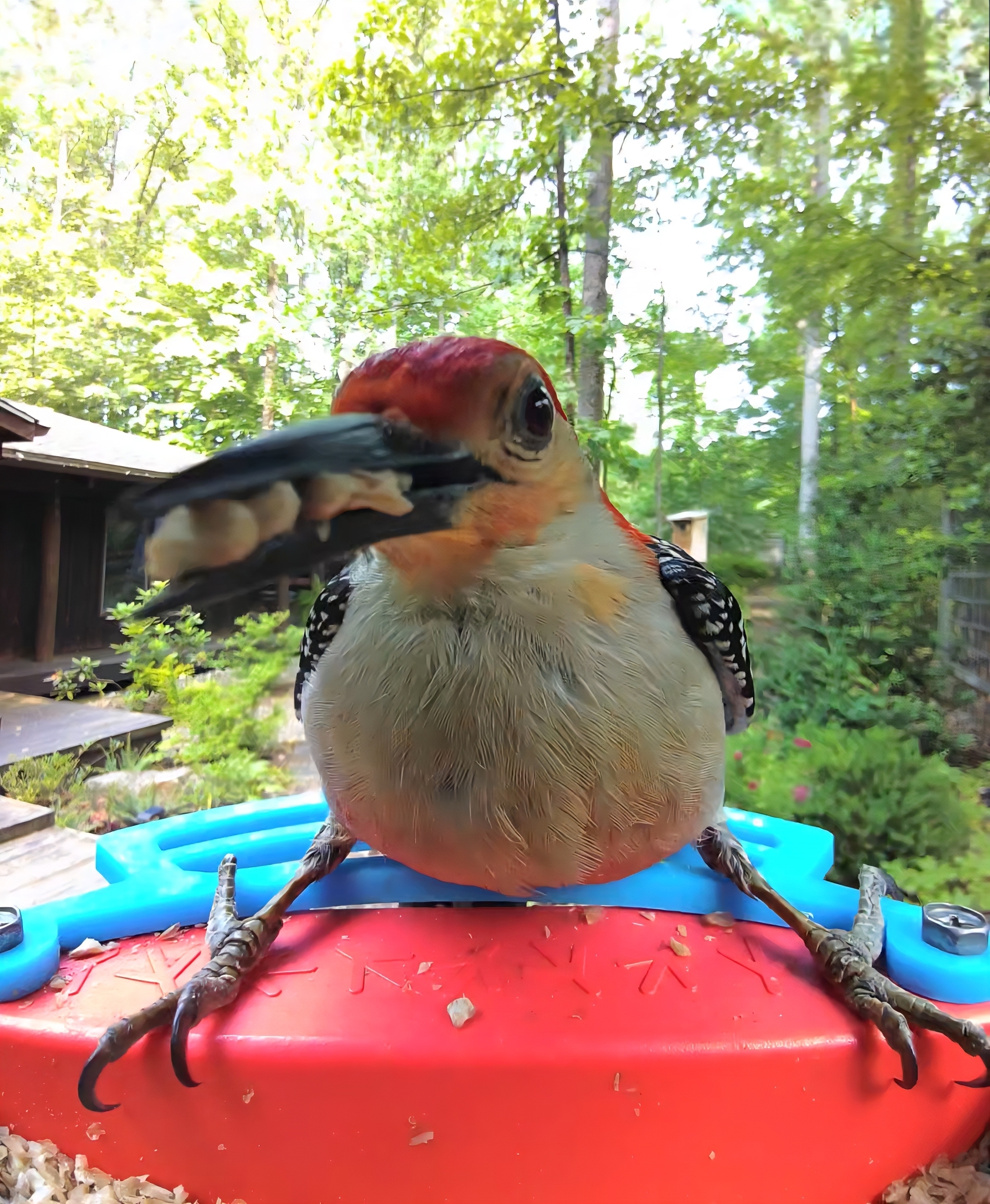 Red-bellied Woodpecker (Melanerpes carolinus)
