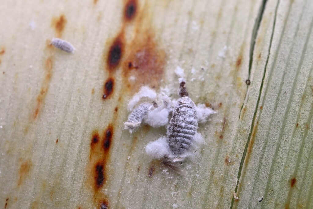 New Zealand flax mealybug