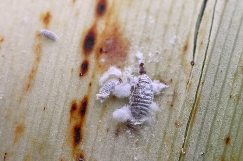 New Zealand flax mealybug