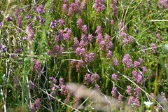 Erica spiculifolia