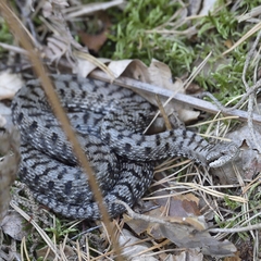 Vipera aspis aspis