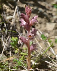 Orobanche alba