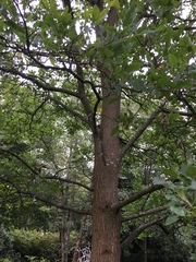 Quercus libani