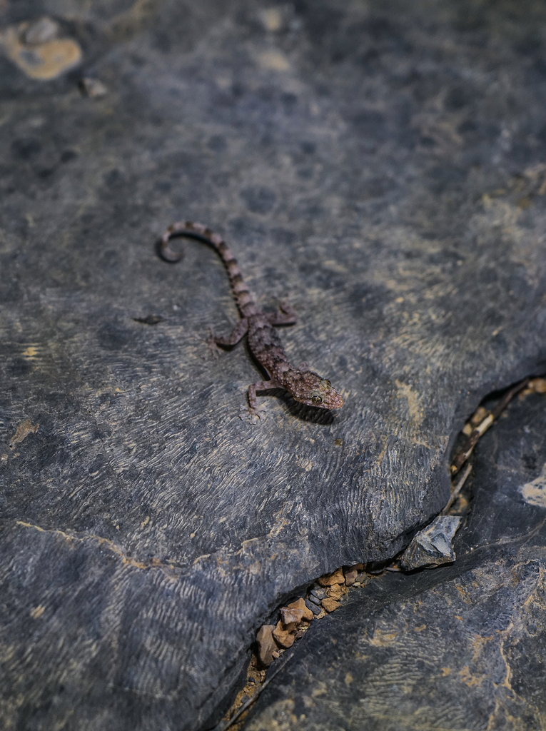 Mountain Leaf-toed Gecko