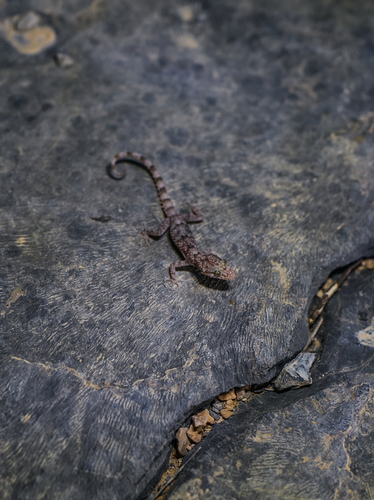 Mountain Leaf-toed Gecko