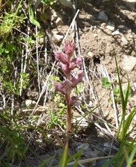 Orobanche alba