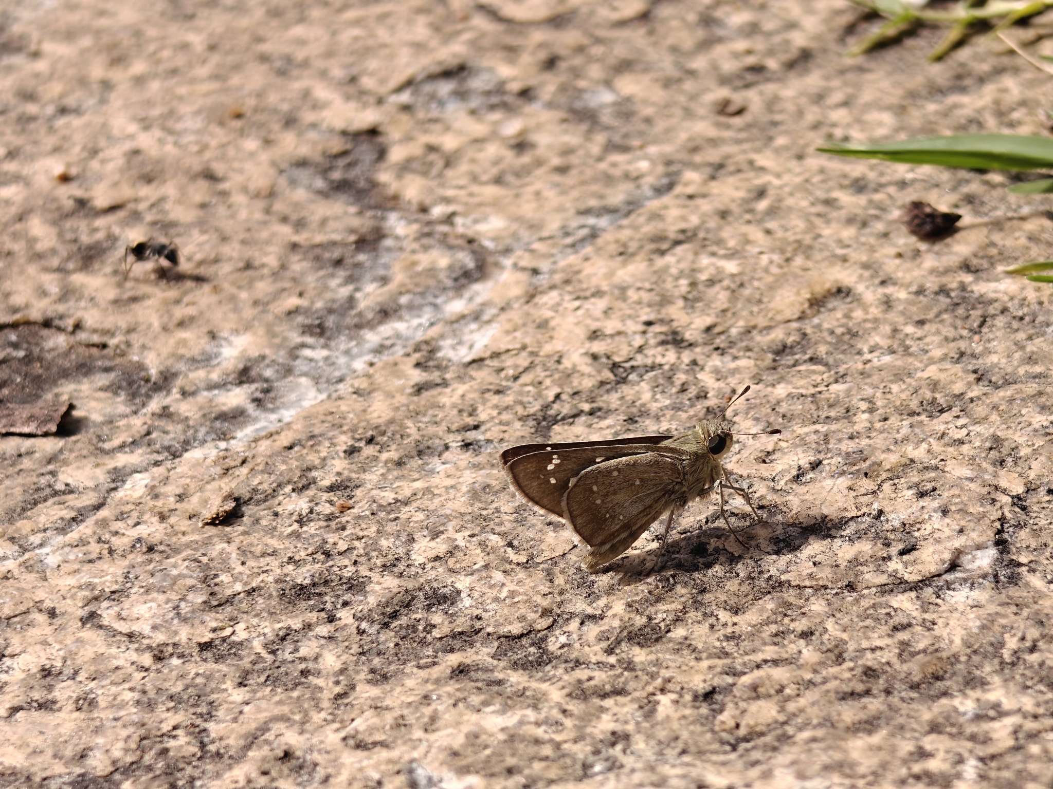 Small Branded Swift
