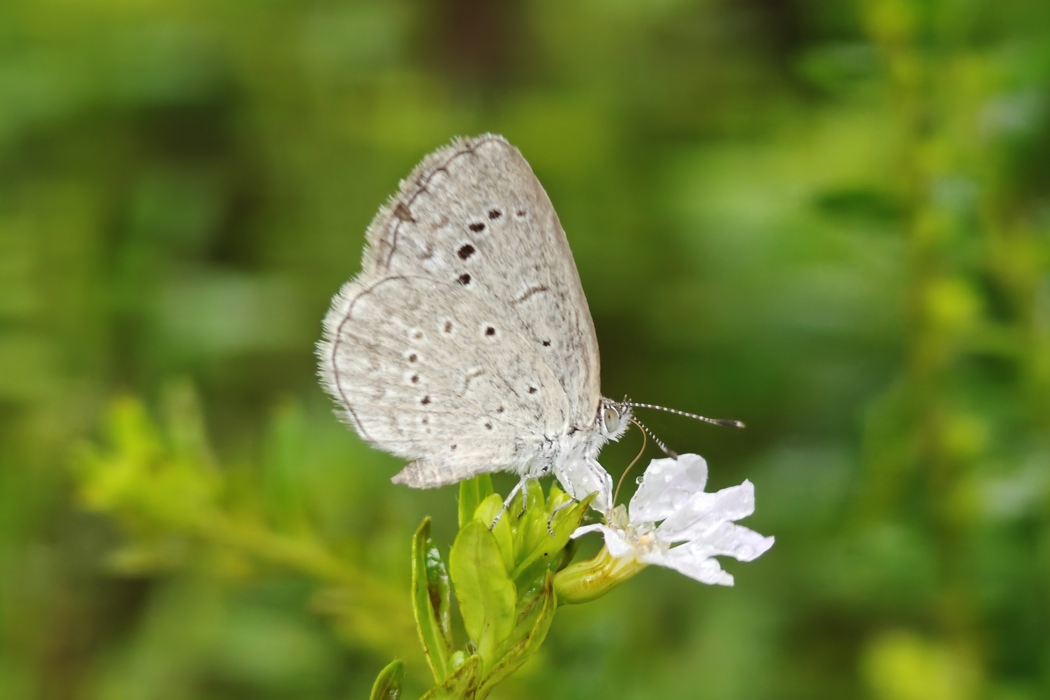 Pale Grass Blue