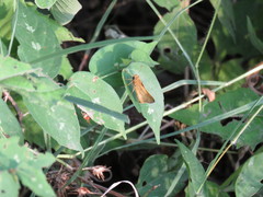 Polites vibex praeceps