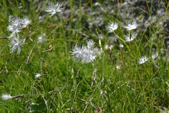Dianthus spiculifolius