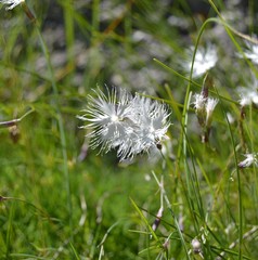 Dianthus spiculifolius