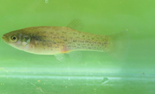 Onesided livebearer (Jenynsia multidentata) — Anablepidae — 4