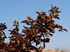 Ximenia