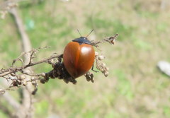 Aegithus clavicornis