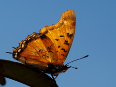 Charaxes jahlusa rex