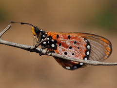 Acraea neobule neobule