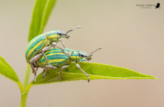 Platyaspistes venustus