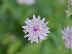 Astrantia