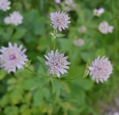 Astrantia