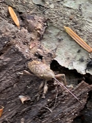 Curculio proboscideus