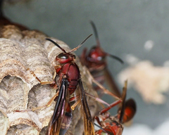 Polistes tenebricosus