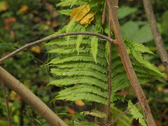 Osmunda claytoniana