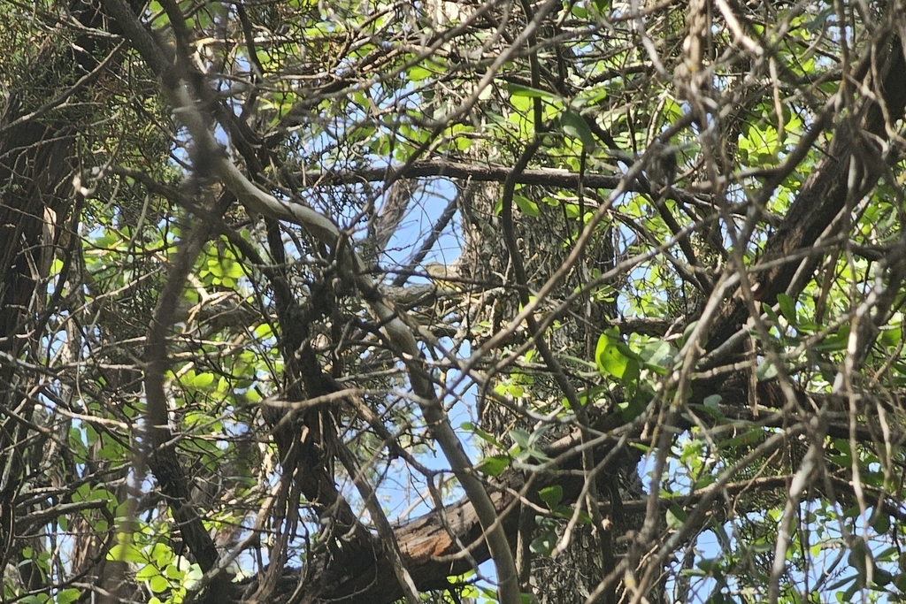 Southeastern Coastal Plain White-eyed Vireo