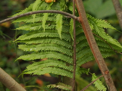 Osmunda claytoniana
