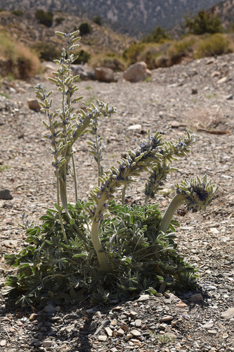 panamint mountains lupine (Lupinus magnificus)