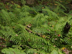 Osmunda claytoniana