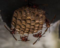 Polistes tenebricosus
