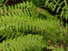 Osmunda claytoniana
