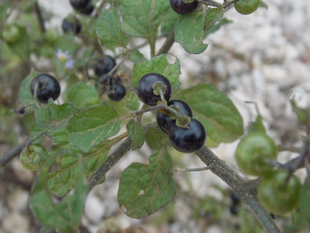 American black nightshade from Chihuahua, Mexico on September 25, 2016 ...