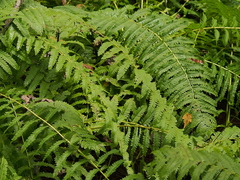 Osmunda claytoniana