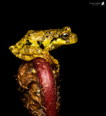Marbled Wood Frog photo 2