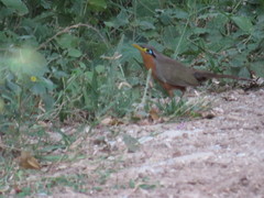 Morococcyx erythropygus